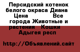 Персидский котенок белого окраса Диана › Цена ­ 40 000 - Все города Животные и растения » Кошки   . Адыгея респ.